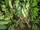 ほうれん草Photo1