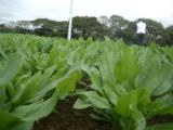 ほうれん草Photo3